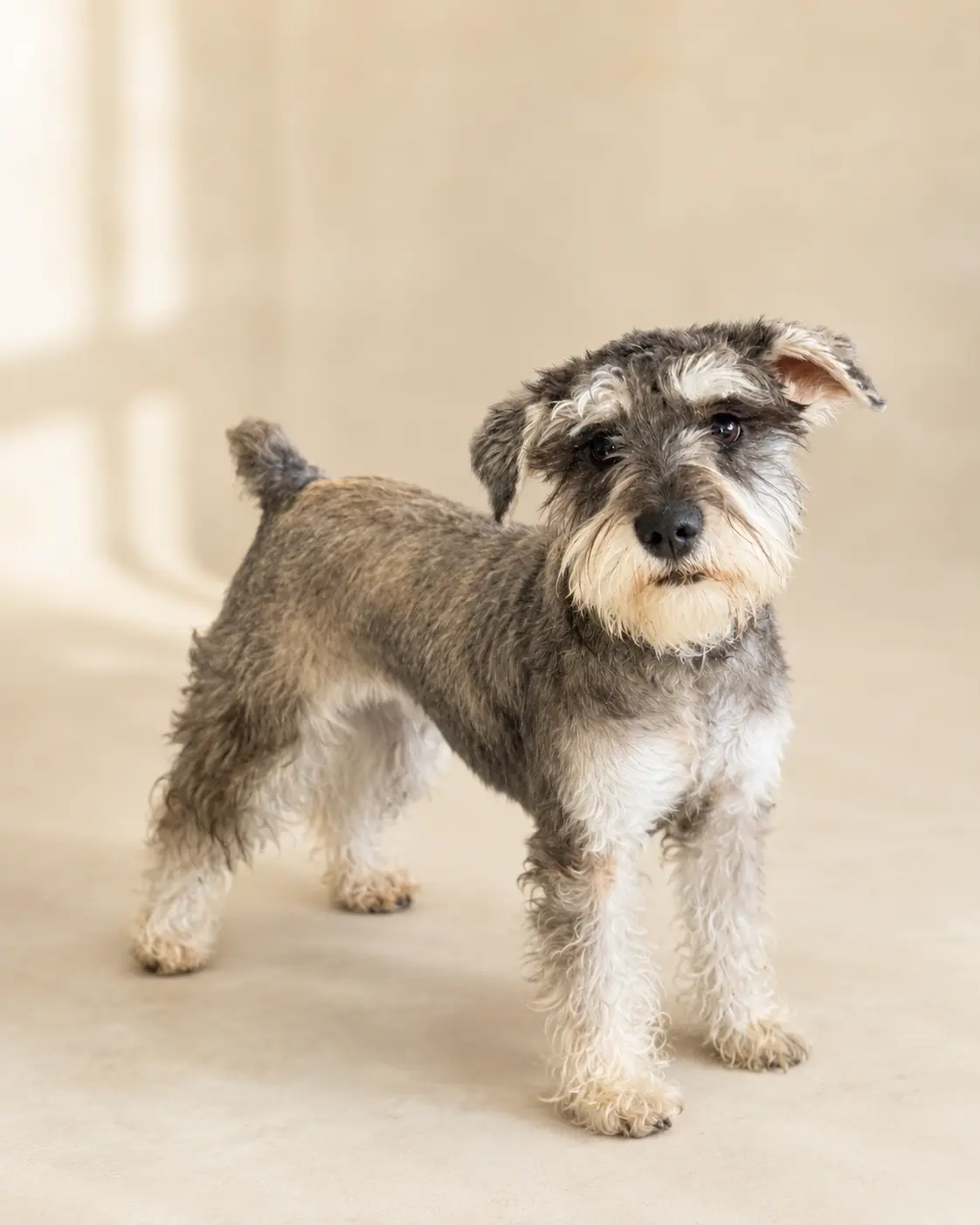 Adult salt and pepper miniature schnauzer dam